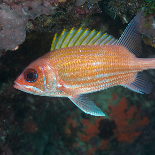 A vibrantly colored Squirrelfish swims in front of a rock.