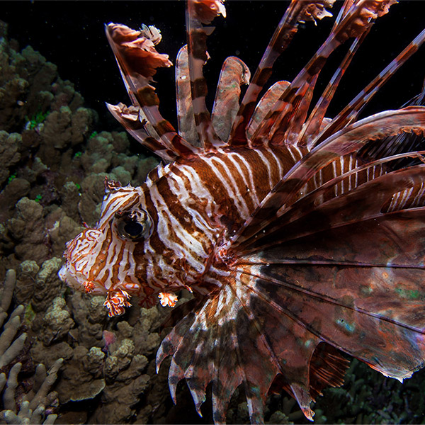 A lionfish looks intimidating with many projections coming off its body.