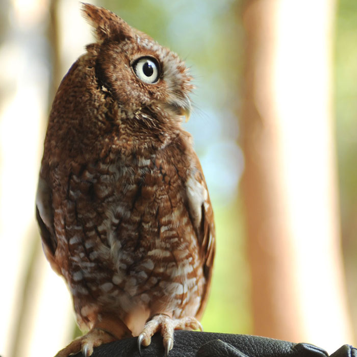 Lucille the Owl sits perched on top of a handler's arm.