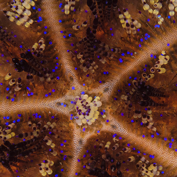 A close up of the underside of a starfish reveals interesting textures and colorful patterns.