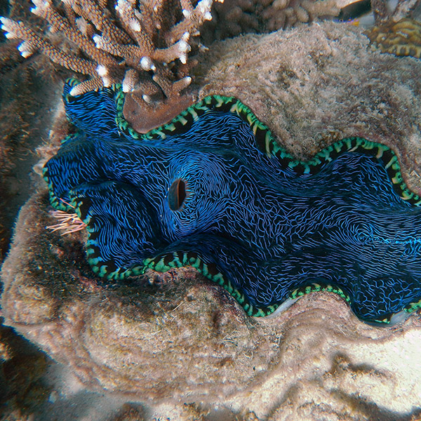 A giant clam reveals its bright blue color as it opens.