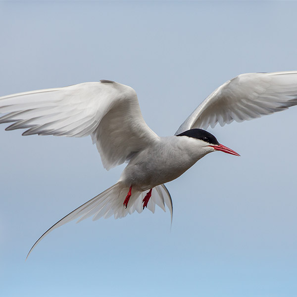 An Arctic Tern splays its wings as it flies during its migration.