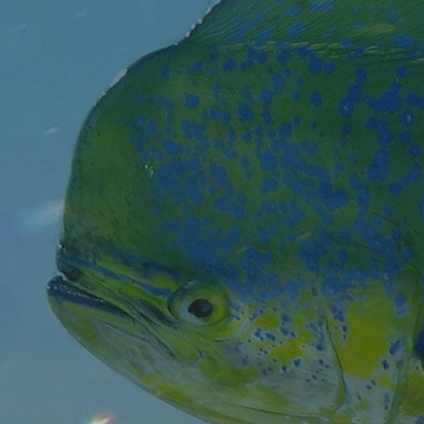 The vivid yellow and green Dolphinfish displays its prominent forehead.