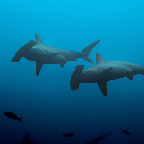 Two silhouttes of Scalloped Hammerhead Sharks swim in the ocean.