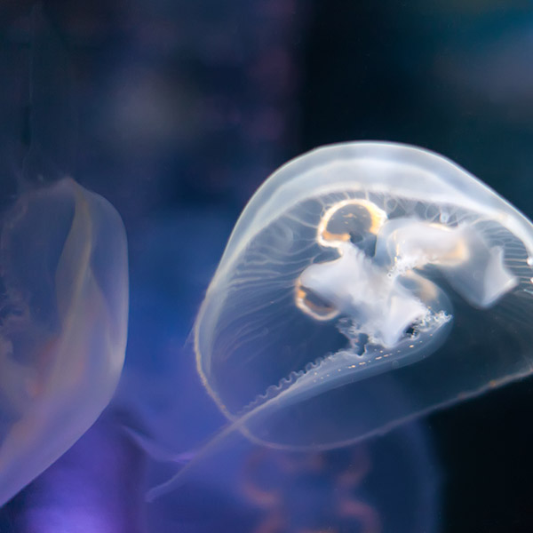 Moon jellies appear in varying tones of colors as light passes through them.