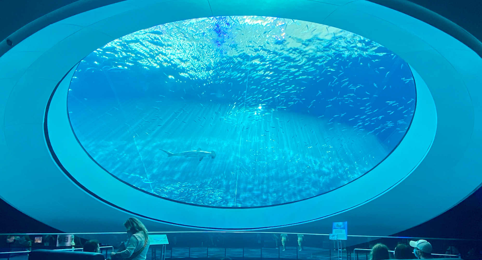 Miami Aquarium - Frost Science